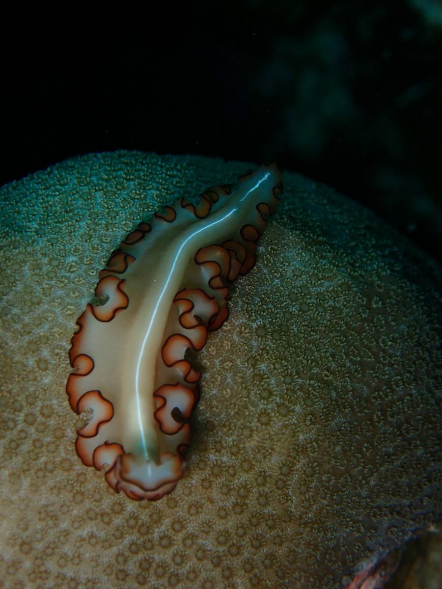 Flatworm on coral at Coron, Philippines