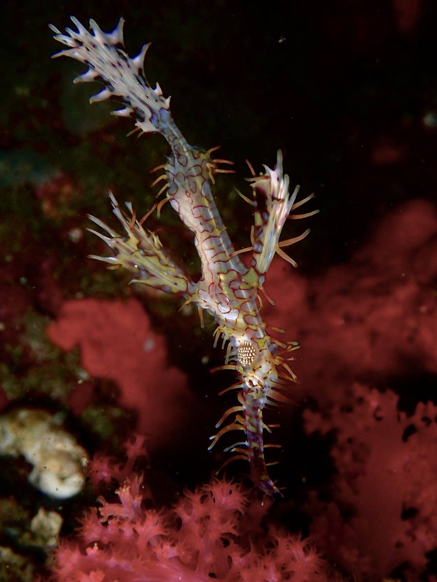 Ornate ghostpipefish among red coral at Gato Island