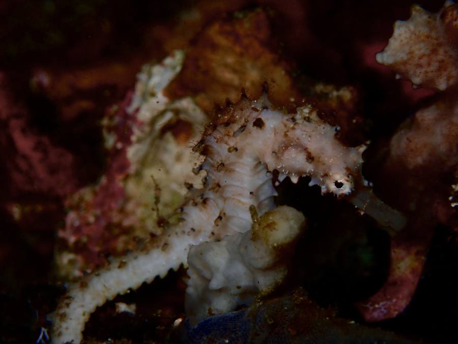 Thorny seahorse camouflaged against reef at Gato Island