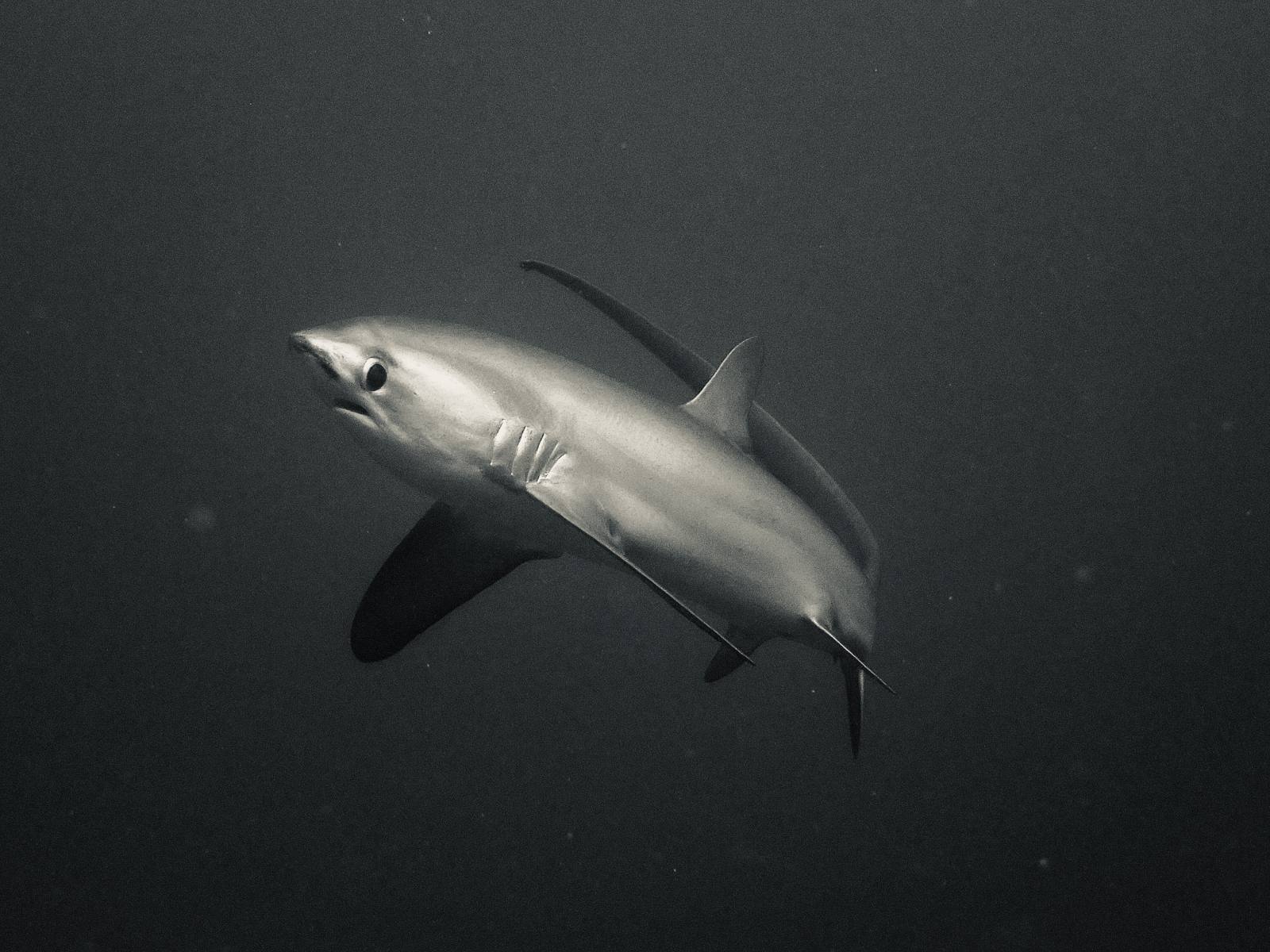 Thresher shark in black and white at Kimud Shoal