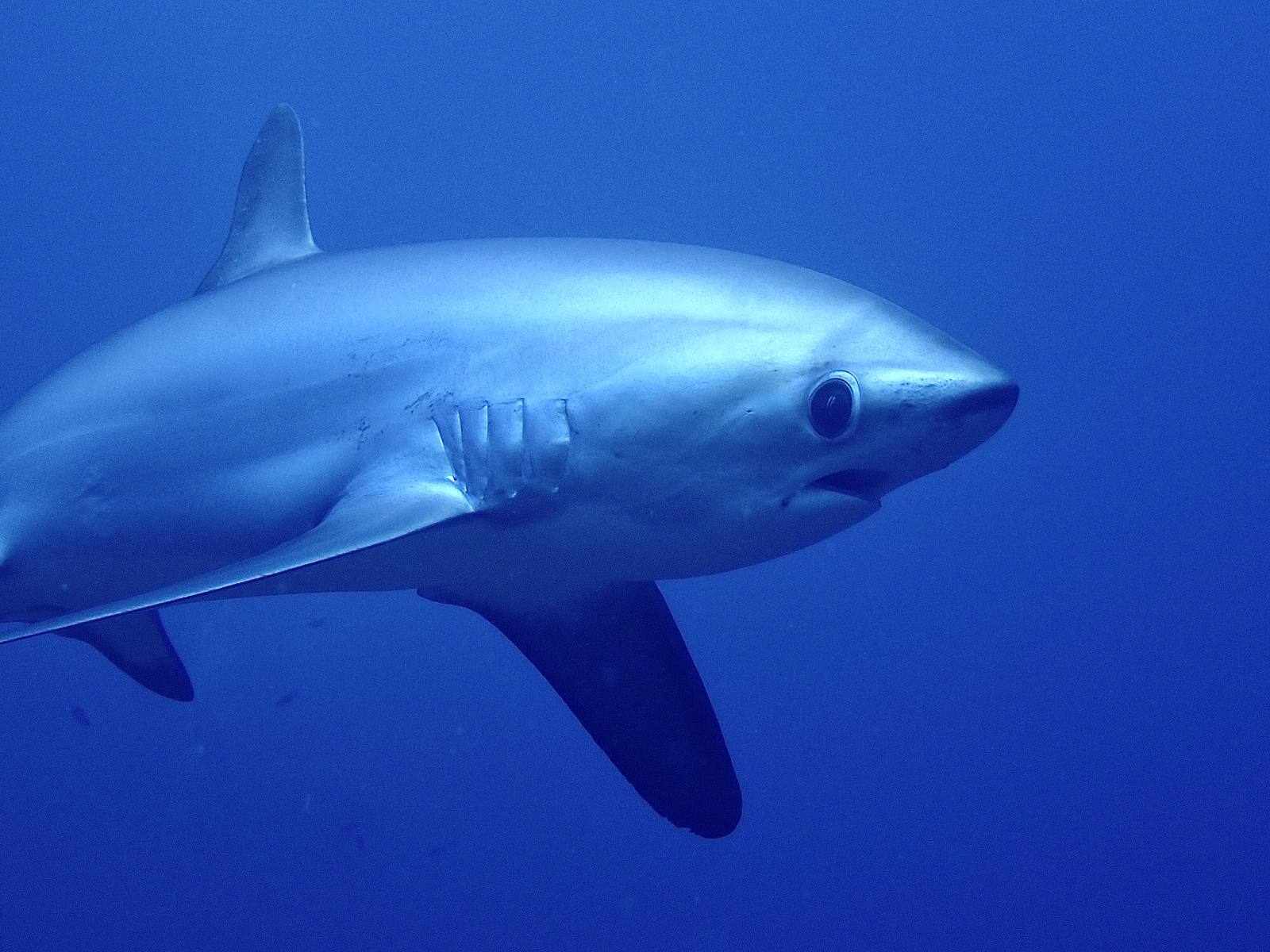 Thresher shark closeup in blue water at Kimud Shoal