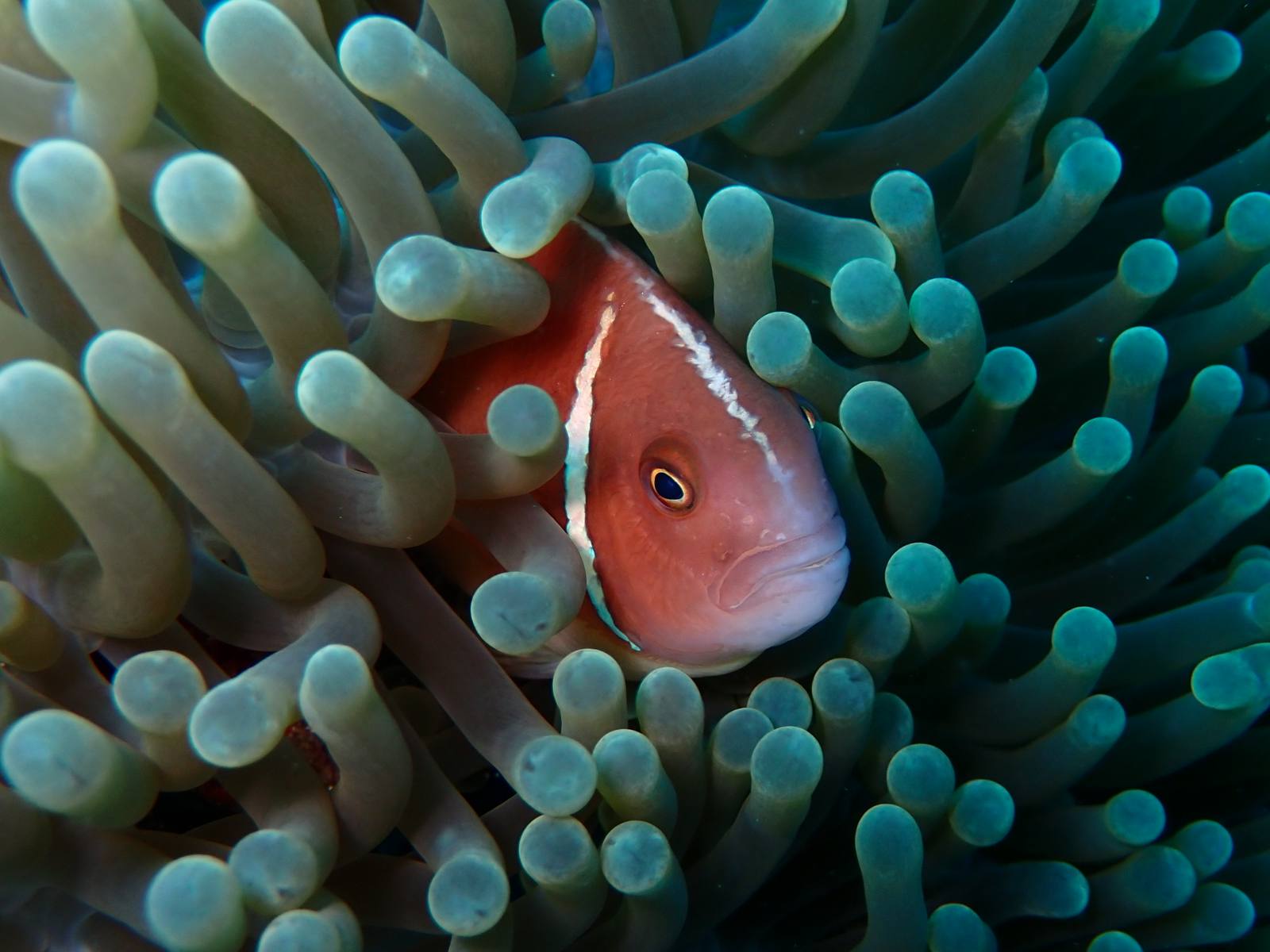 Tomato anemonefish peeking out of a sea anemone at Balicasag